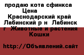 продаю кота сфинкса › Цена ­ 2 000 - Краснодарский край, Лабинский р-н, Лабинск г. Животные и растения » Кошки   